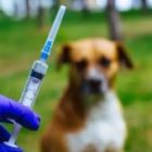 Meski Kasus Melandai, Program Vaksinasi Rabies di Sintang Tetap Berlanjut