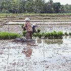 Dewan Minta Pemkab Kembangkan Beras Lokal untuk Tekan Inflasi di Daerah